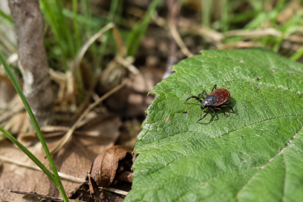 Der Sommer geht - die Zecken bleiben: So schützt ihr eure Kinder! - Der Sommer geht - die Zecken bleiben: So schützt ihr eure Kinder!