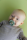 BIBS Studio Colour Ladybug 2 PACK Latex_Round_6-12m_Sage Mix