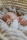 BIBS Pacifier Boheme 2 PACK Latex_Round_0-6m_Blossom_Dusky Lilac