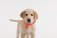 Tickless Pet Protection tiques & puces orange