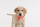 Tickless Pet Protection tiques & puces orange