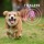 Tickless Pet tick & flea repellent pink