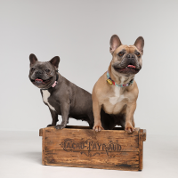 Tickless Mini Pet Protection tiques & puces noir