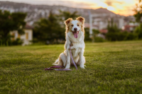 Tickless ECO Pet Protection tiques & puces