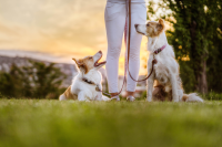 Tickless ECO Pet Protection tiques & puces