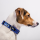 TICKLESS & Julius-K9 Anti Zecken Halsband Blau