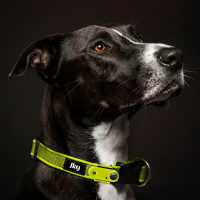 TICKLESS & Julius-K9 Anti Zecken Halsband neon